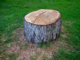 Best Tree Cabling and Bracing  in Goose Creek, SC