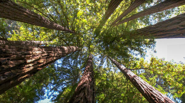 Professional Tree Services in Goose Creek, SC